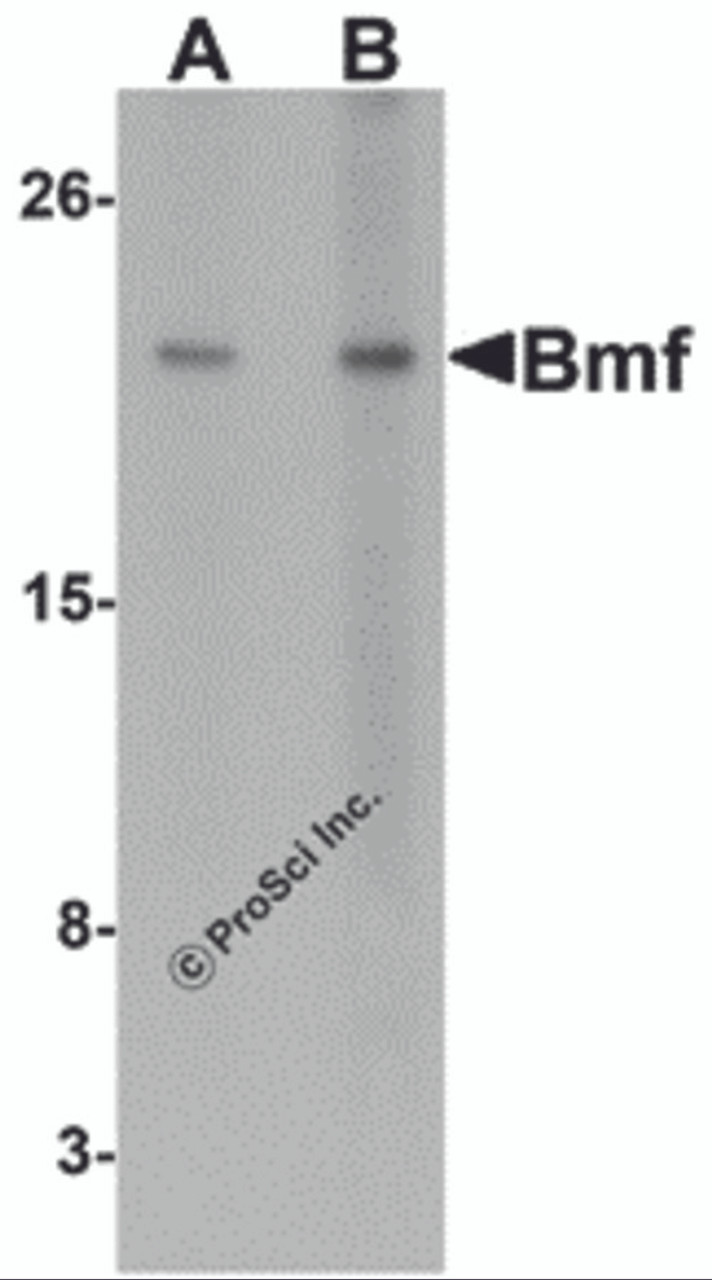 Western blot analysis of Bmf expression in HepG2 cell lysate with Bmf antibody at (A) 2.5 and (B) 5 &#956;g/mL.