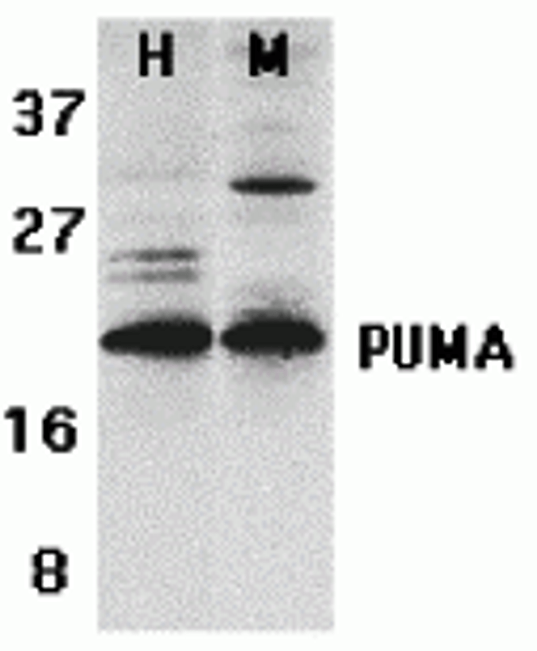 Figure 1 Western Blot Validation of PUMA in K562 and 3T3/NIH Cells
Loading: 15 &#956;g of lysates per lane.
Antibodies: 3041 (2 &#956;g/mL) , 1 h incubation at RT in 5% NFDM/TBST.
Secondary: Goat anti-rabbit IgG HRP conjugate at 1:10000 dilution.