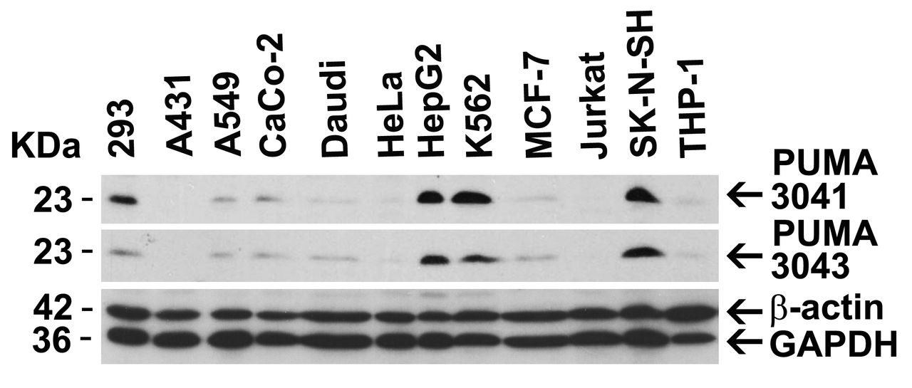 Figure 2 Independent Antibody Validation (IAV) via Protein Expression Profile in Cell Lines
Loading: 20 ug of lysates per lane.
Antibodies: 3041 (3 ug/mL) , 3043 (2 ug/mL) , beta-actin (1 ug/mL) and GAPDH (0.02 ug/mL) , 1 h incubation at RT in 5% NFDM/TBST.
Secondary: Goat anti-rabbit IgG HRP conjugate at 1:10000 dilution.
