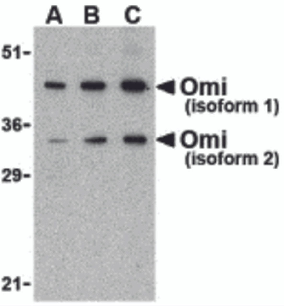 Western blot analysis of OMI in U937 lysate with Omi antibody at (A) 0.5, (B) 1, and (C) 2 &#956;g/mL.