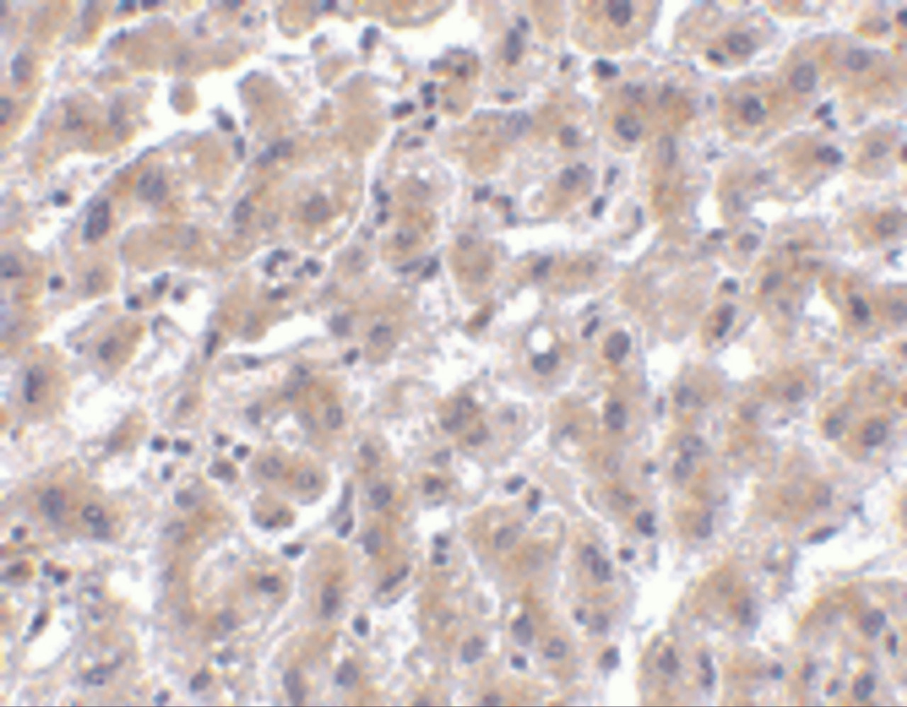 Immunohistochemistry of OMI in human liver tissue with OMI antibody at 2 ug/mL.