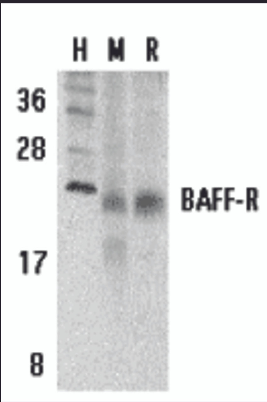 Western blot analysis of BAFF Receptor in human (H) , mouse (M) , and rat (R) spleen tissue lysates with BAFF Receptor antibody at 5 &#956;g/mL.
