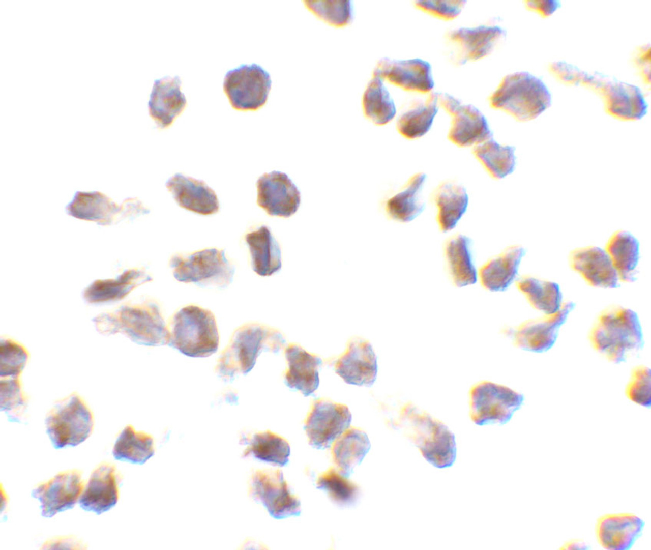 Immunocytochemistry of Ipaf in THP-1 cells with Ipaf antibody at 10 ug/mL.