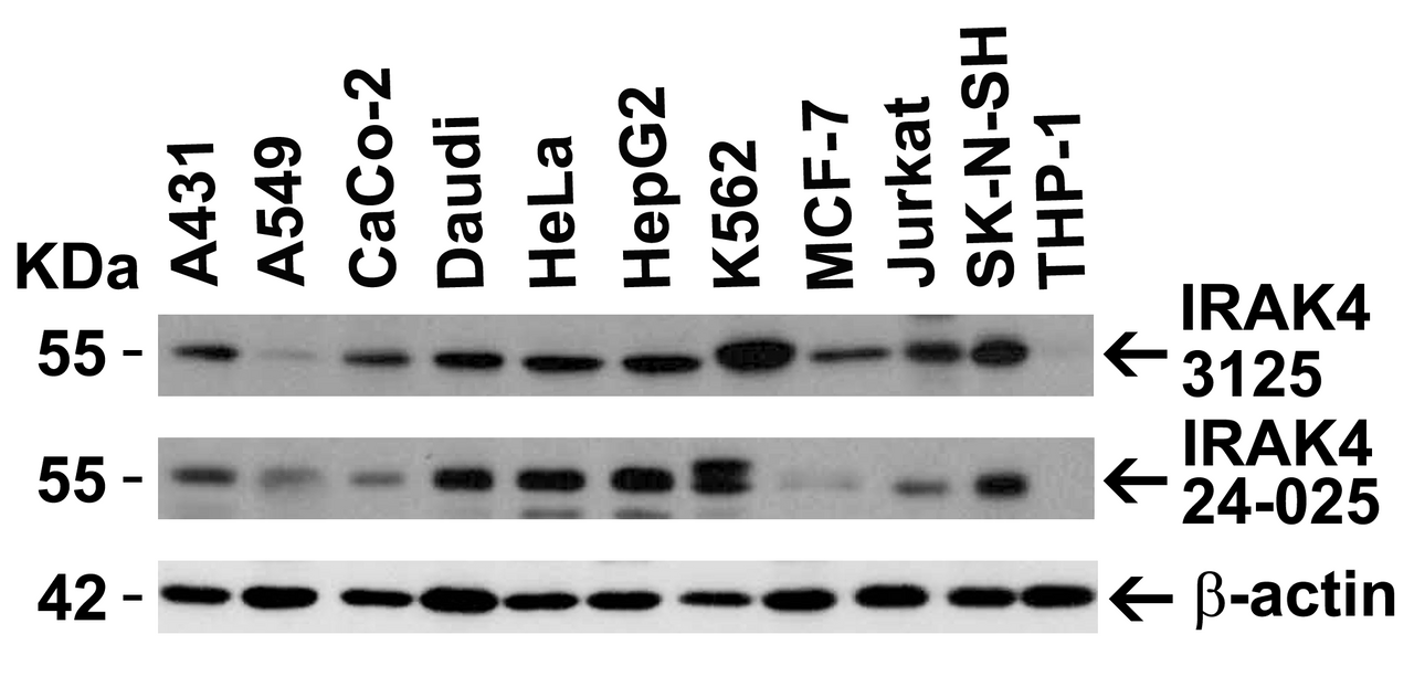 Figure 2 Independent Antibody Validation (IAV) via Protein Expression Profile in Cell Lines
Loading: 15 ug of lysates per lane.
Antibodies: IRAK4-3125 (1 ug/mL) , IRAK4-24-025 (1 ug/mL) , beta-actin (1.5 ug/mL) , 1h incubation at RT in 5% NFDM/TBST.
Secondary: Goat anti-rabbit IgG HRP conjugate at 1:10000 dilution.