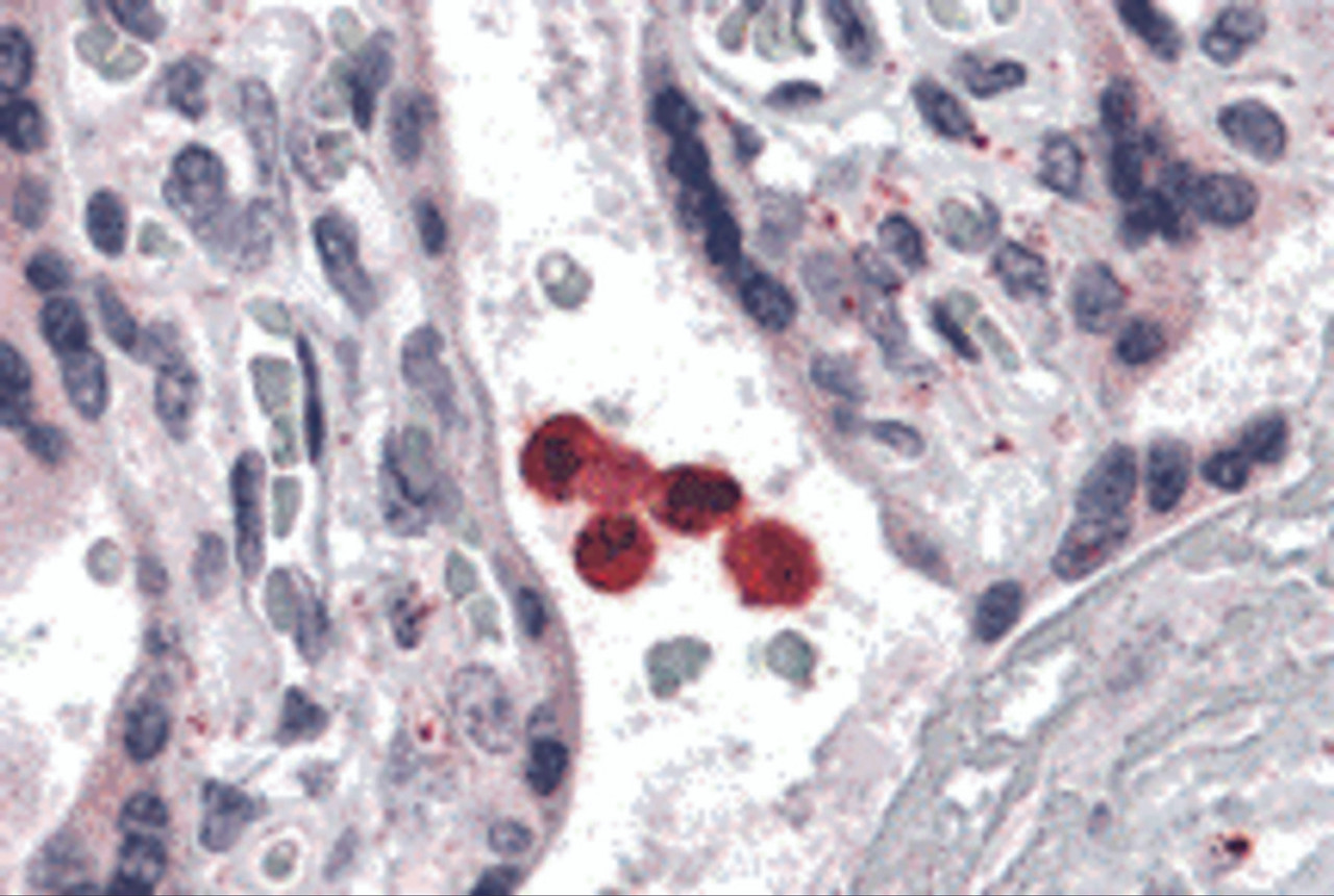 Immunohistochemistry of TLR4 in human placenta tissue with TLR4 antibody at 5 &#956;g/mL.