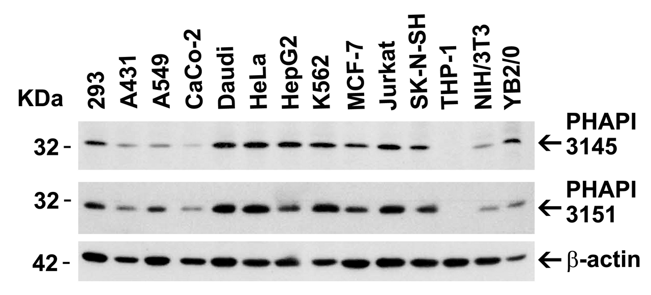 Figure 2 Independent Antibody Validation (IAV) via Protein Expression Profile in Cell Lines
Loading: 15 ug of lysates per lane.
Antibodies: PHAP I 3145 (2 ug/mL) , PHAP I 3151 (1 ug/mL) , and beta-actin (1 ug/mL) , 1h incubation at RT in 5% NFDM/TBST.
Secondary: Goat anti-rabbit IgG HRP conjugate at 1:10000 dilution.