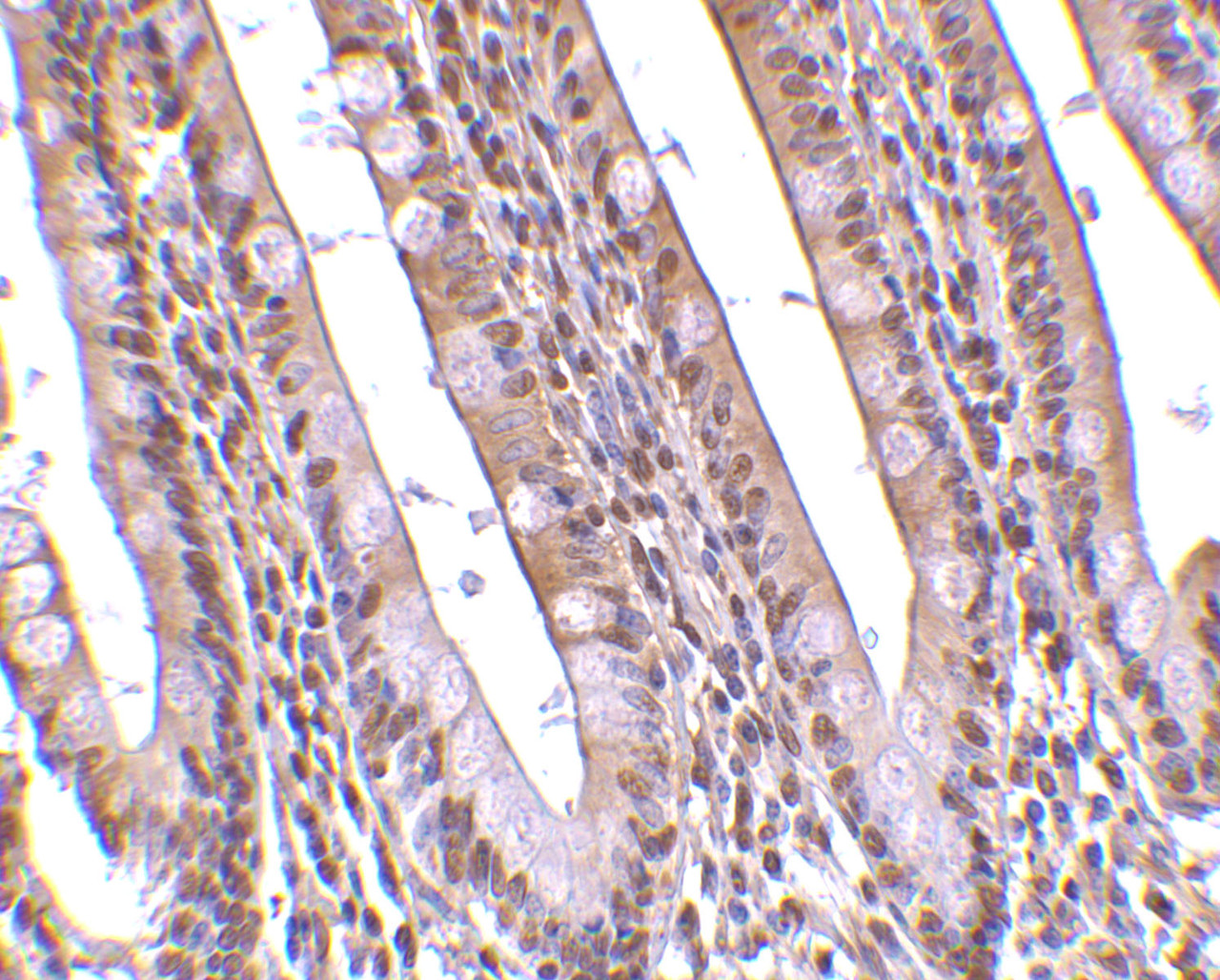 Immunohistochemistry of PHAP in human small intestine tissue with PHAP antibody at 10 ug/mL.