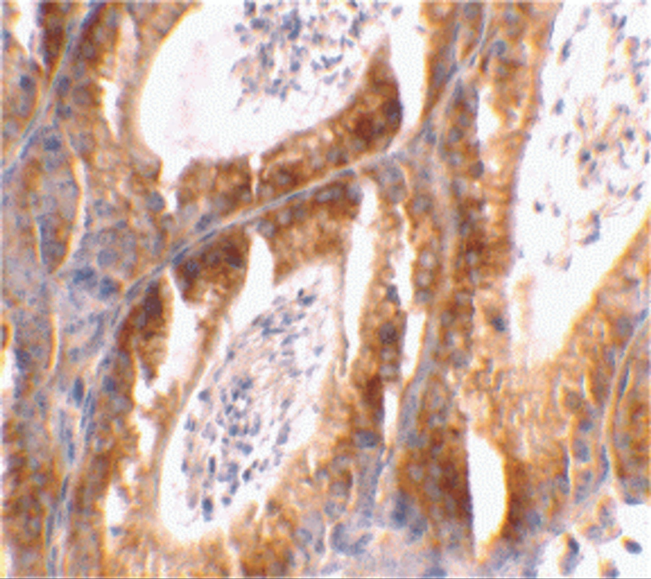 Immunohistochemical staining of mouse testis tissue using Bcl-G antibody at 2 ug/mL.