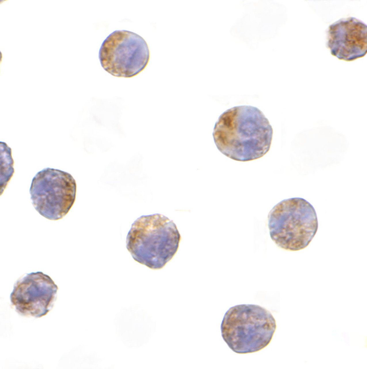 Immunocytochemistry of TIRP in Raji cells with TIRP antibody at 10 ug/mL.