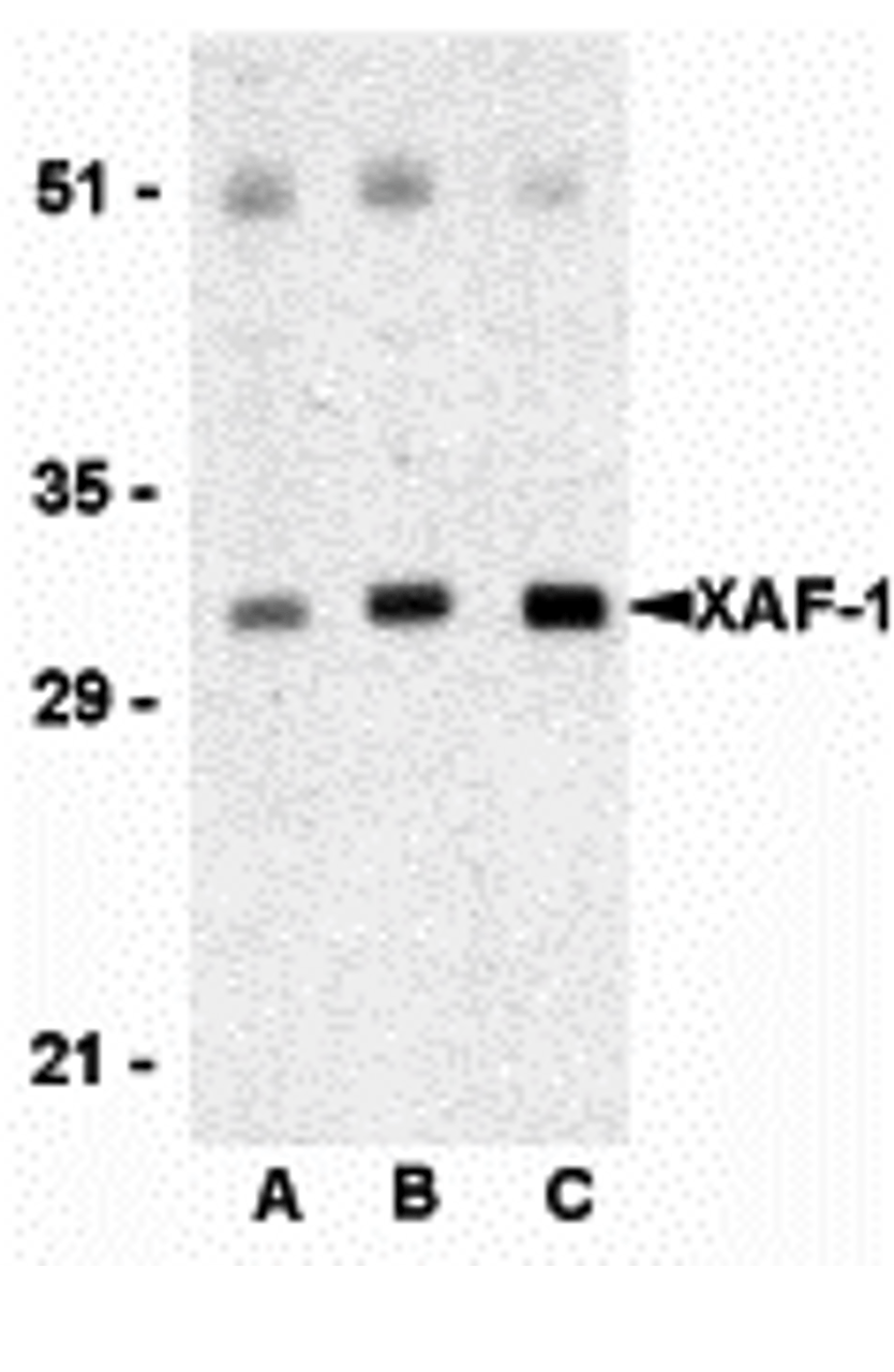 Western blot analysis of XAF-1 in human spleen lysate with XAF-1 antibody at (A) 0.5, (B) 1, and (C) 2 &#956;g/mL, respectively.