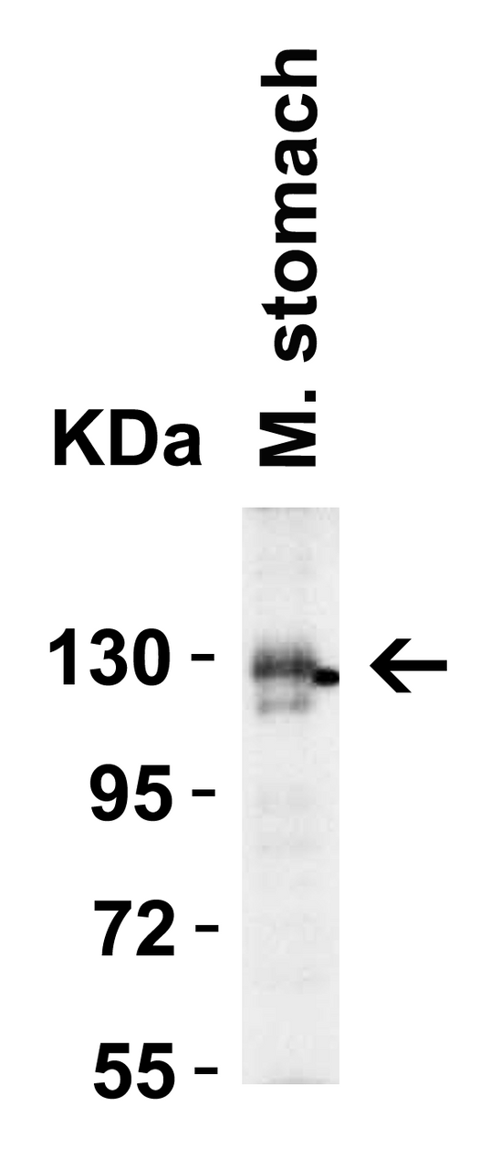 Figure 2 Western Blot Validation in Mouse Stomach Tissue
Loading: 15 ug of lysates per lane.
Antibodies: ACE2, 3229 (4 ug/mL) , 1h incubation at RT in 5% NFDM/TBST.
Secondary: Goat anti-rabbit IgG HRP conjugate at 1:10000 dilution.