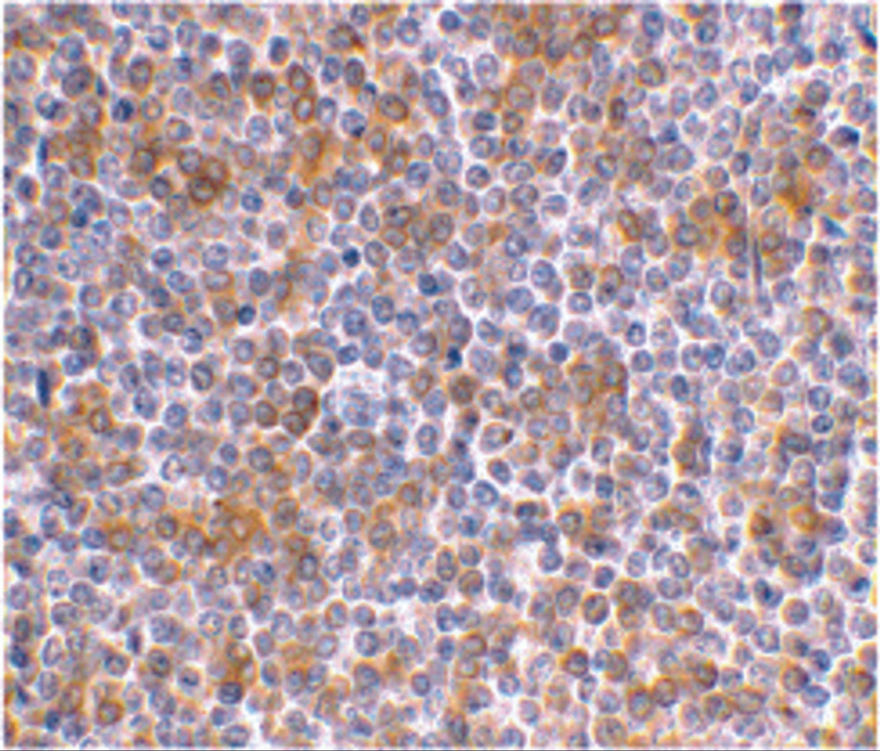 Immunohistochemical staining of human spleen using APOBEC3G antibody at 1 ug/mL.