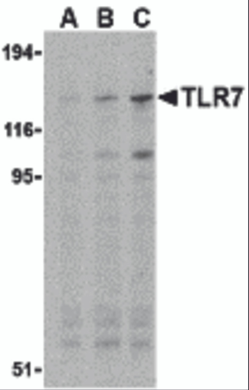 Western blot analysis of TLR7 in Daudi cell lysates with TLR7 antibody at (A) 0.5, (B) 1, and (C) 2 &#956;g/mL.