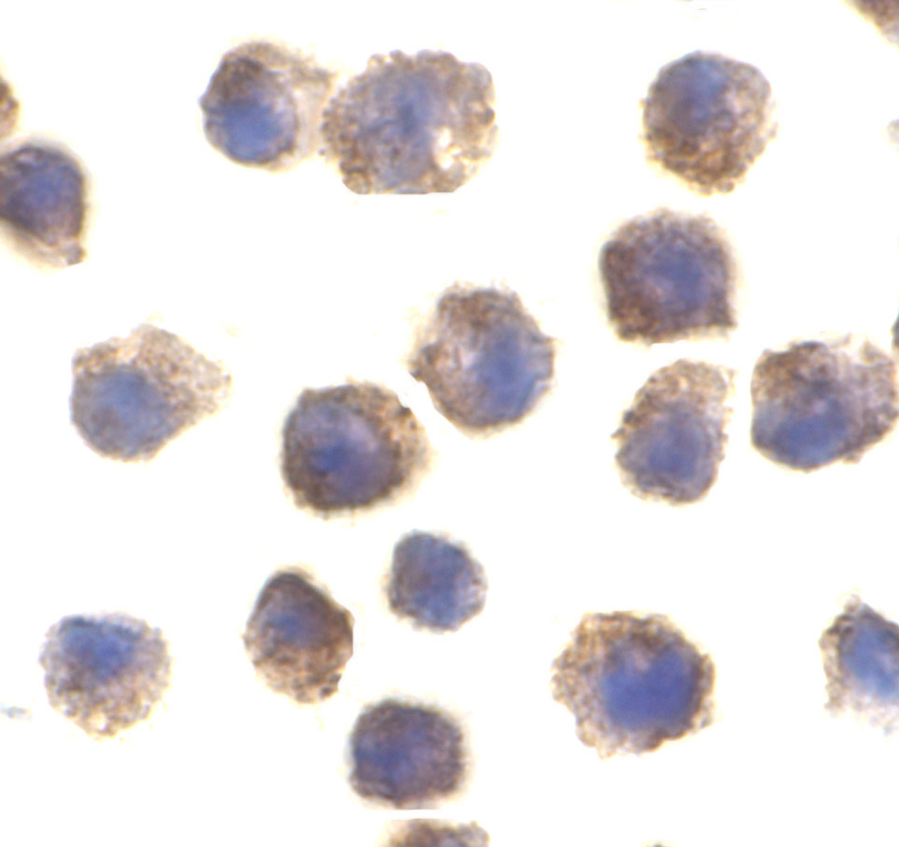 Immunocytochemical staining of RAW264.7 cells using TLR11 antibody at 2 ug/mL.