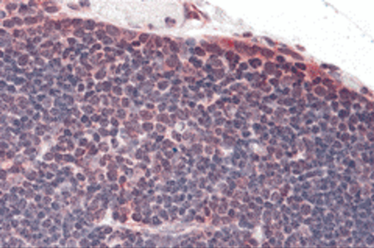 Immunohistochemistry of TLR8 in human thymus tissue with TLR8 antibody at 5 &#956;g/mL.