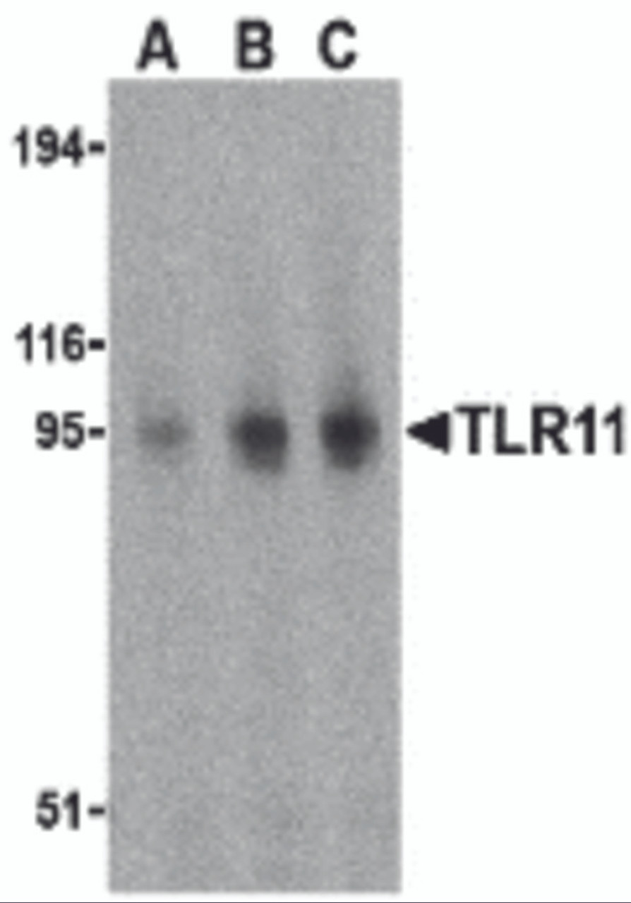 Western blot analysis of TLR11 in RAW264.7 cell lysates with TLR11 antibody at (A) 0.5, (B) 1, and (C) 2 &#956;g/mL.