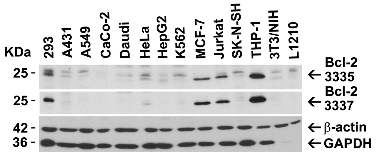 Figure 2 Independent Antibody Validation (IAV) via Protein Expression Profile in Cell Lines
Loading: 15 ug of lysates per lane.
Antibodies: Bcl-2 3335, (2 ug/mL) , Bcl-2 3337, (2 ug/mL) , beta-actin (1 ug/mL) and GAPDH (0.02 ug/mL) , 1h incubation at RT in 5% NFDM/TBST.
Secondary: Goat anti-rabbit IgG HRP conjugate at 1:10000 dilution.