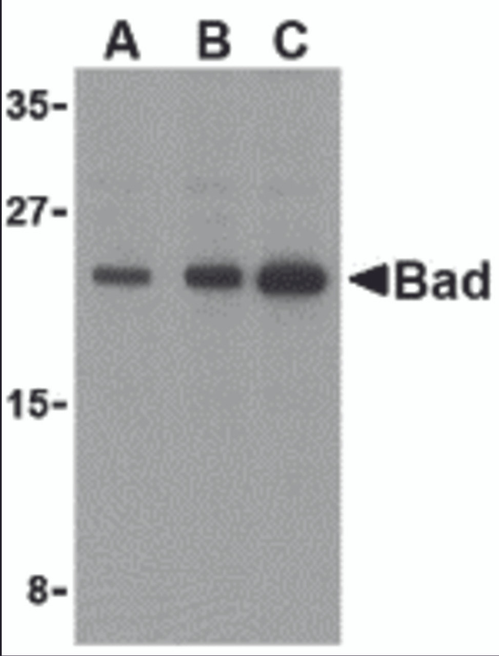 Western blot analysis of Bad in T24 cell lysates with Bad antibody at (A) 0.5, (B) 1, and (C) 2 &#956;g/mL.