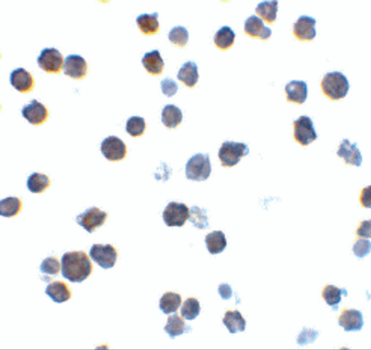 Immunocytochemistry of Bak in L1210 cells with Bak antibody at 2 ug/mL.