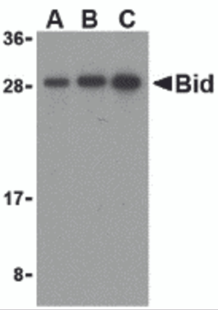 Western blot analysis of Bid in mouse lung cell lysates with Bid antibody at (A) 0.5, (B) 1, and (C) 2 &#956;g/mL.