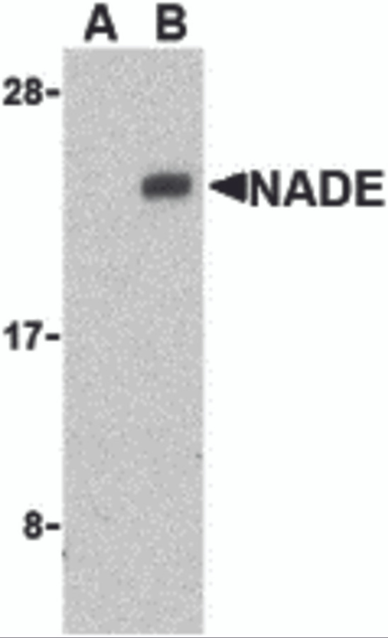 Western blot analysis of NADE in Human brain cell lysates with NADE antibody at 1 &#956;g/mL in the presence (A) or absence (B) of blocking peptide.