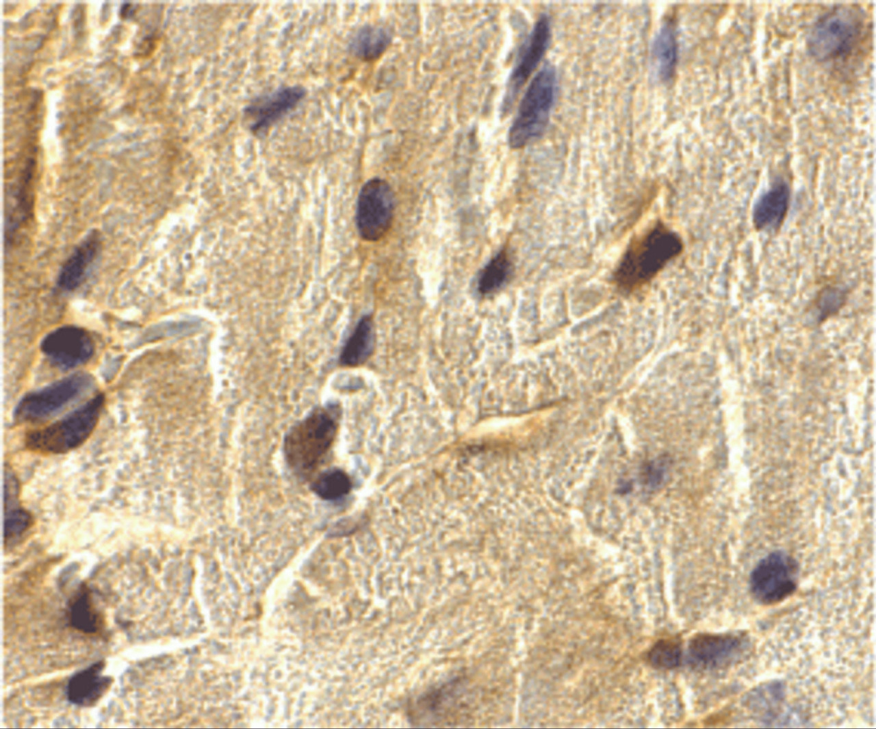 Immunohistochemistry of ECSIT in mouse heart cells with ECSIT antibody at 2 ug/mL.