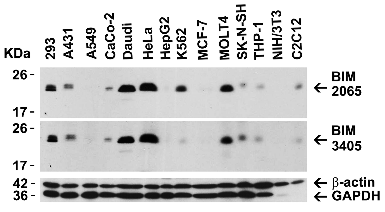 Figure 2 Independent Antibody Validation (IAV) via Protein Expression Profile in Cell Lines
Loading: 15 ug of lysates per lane.
Antibodies: BIM 2065, (0.5 ug/mL) , BIM 3405, (5 ug/mL) , beta-actin (1 ug/mL) and GAPDH (0.02 ug/mL) , 1h incubation at RT in 5% NFDM/TBST.
Secondary: Goat anti-rabbit IgG HRP conjugate at 1:10000 dilution.