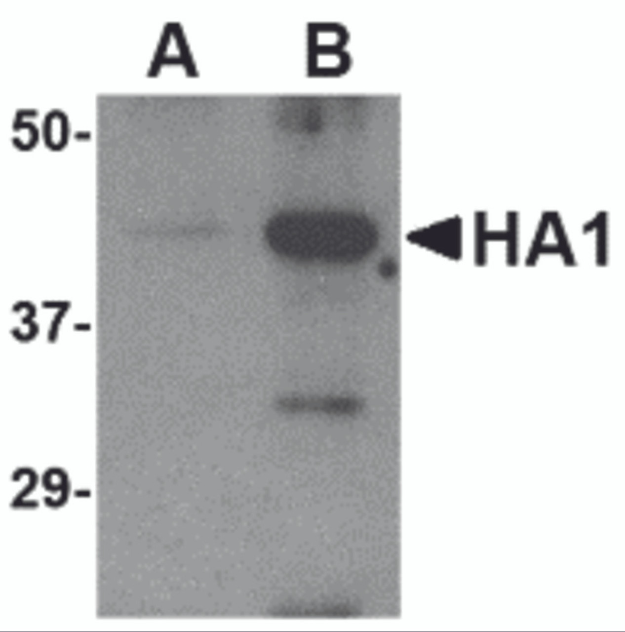 Western blot analysis of (A) 5 ng and (B) 25 ng of recombinant HA1 with Avian Influenza Hemagglutinin antibody at 1 &#956;g/mL.