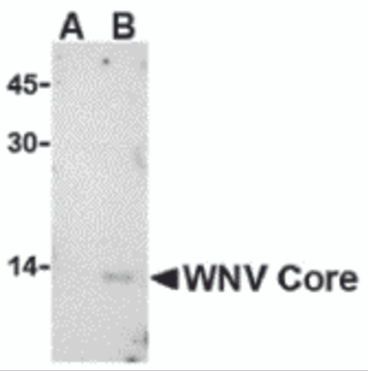 Western blot analysis of WNV Core in (A) untransfected or (B) transfected HeLa lysate with WNV Core antibody at 1 &#956;g/mL.
