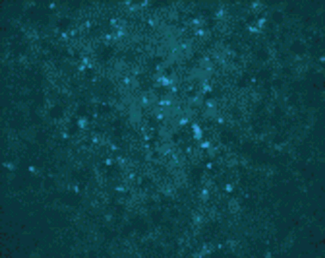 Immunocytochemical staining of transfected Vero cells using WNV Core antibody at 20 ug/mL.