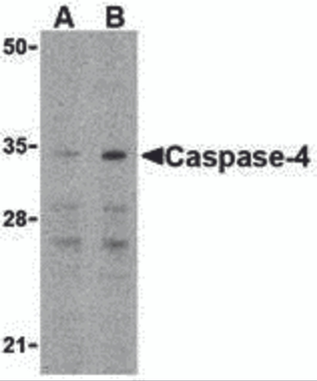 Western blot analysis of caspase-4 in Ramos cells with caspase-4 antibody at (A) 0.5 and (B) 1 &#956;g/mL.
