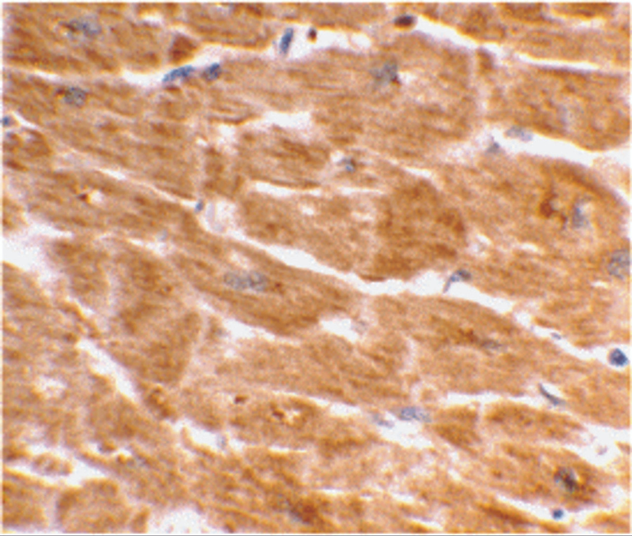 Immunohistochemical staining of human heart tissue using Caspase-1 antibody at 2 ug/mL.