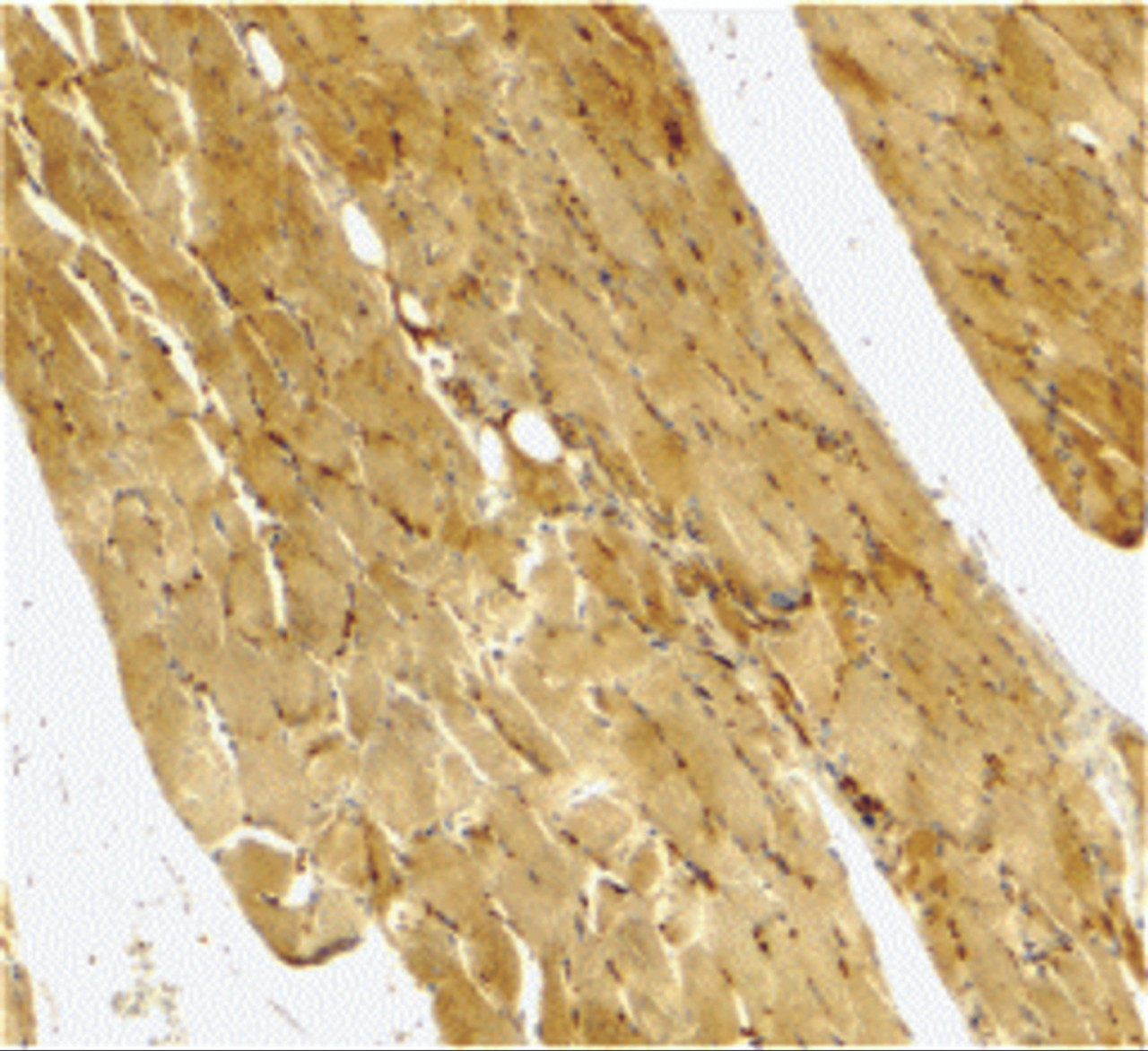 Immunohistochemical staining of human skeletal muscle using Caspase-7 antibody at 2 ug/mL.