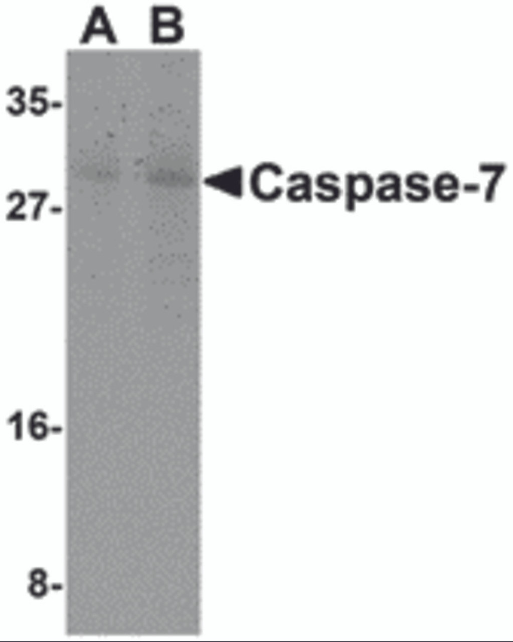 Western blot analysis of Caspase-7 in mouse skeletal muscle cell lysate with Caspase-7 antibody at (A) 0.5 and (B) 1 &#956;g/mL.