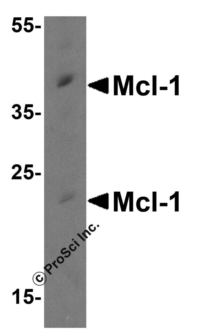 Western blot analysis of Mcl-1 in Raji cell lysate with Mcl-1 antibody at 0.5 &#956;g/mL.