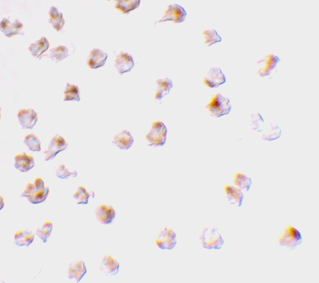 Immunocytochemistry staining of Raji cells using Mcl-1 antibody at 2 ug/mL.