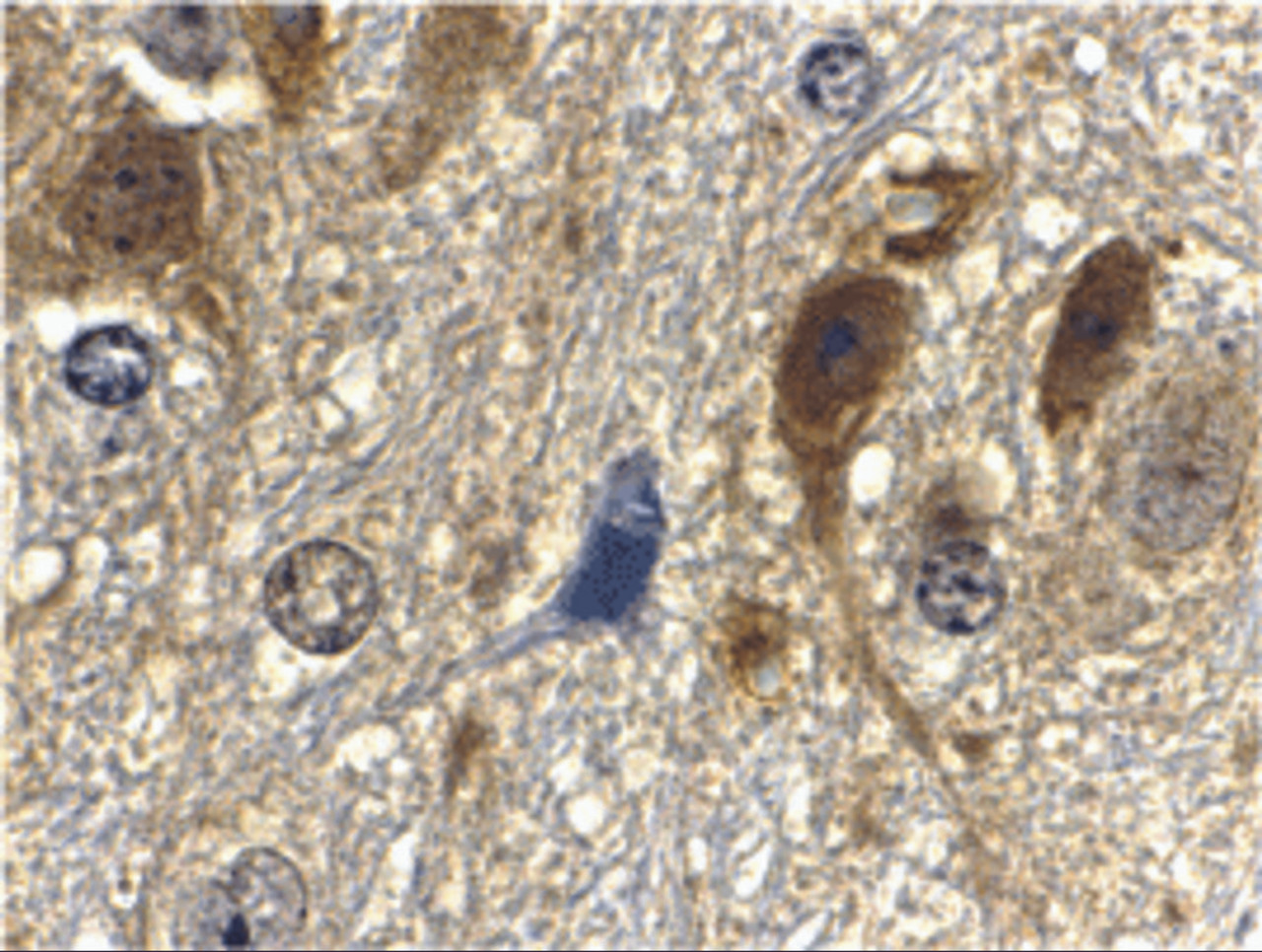 Immunohistochemistry of GbL in mouse brain tissue with GbL antibody at 10 ug/mL.