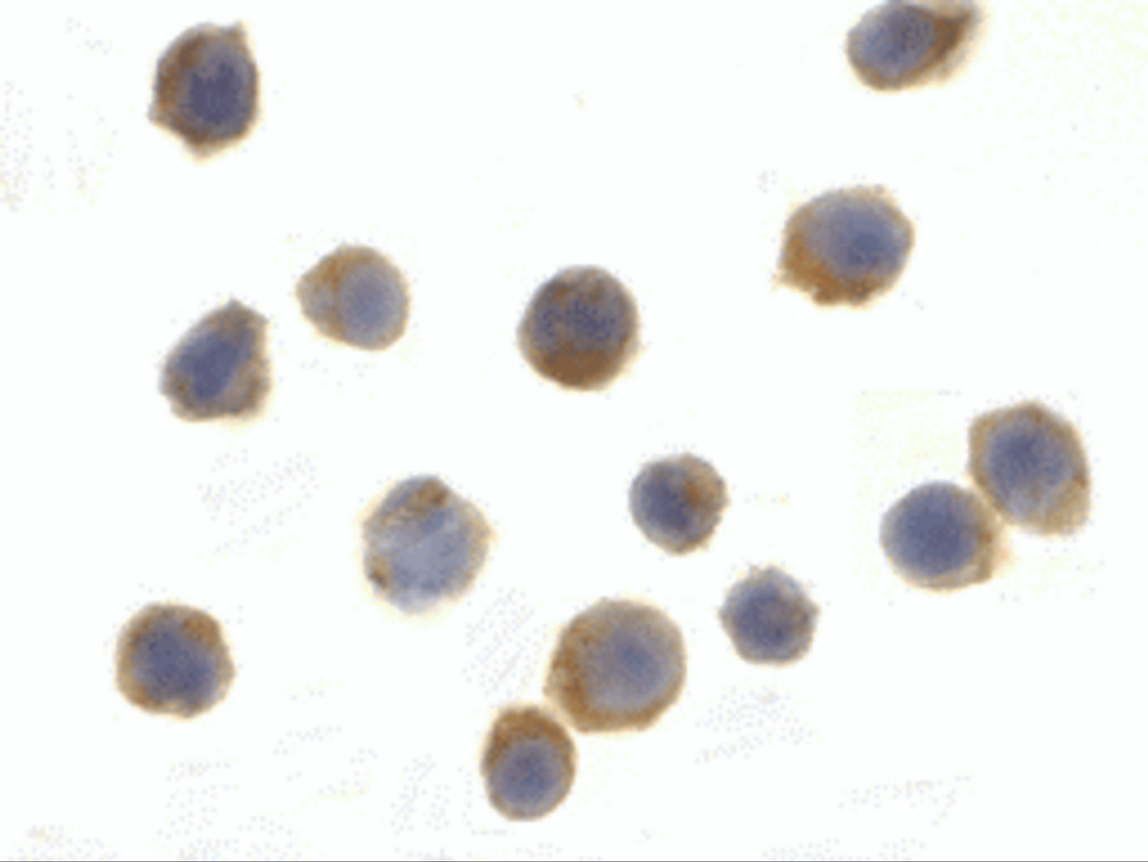 Immunocytochemistry of TSC1 in EL4 cells with TSC1 antibody at 2 ug/mL