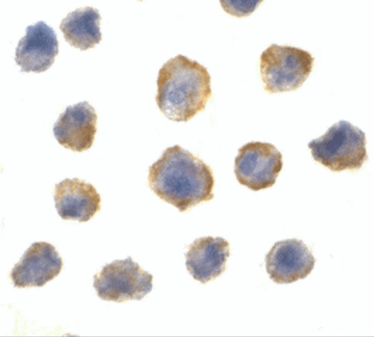 Immunocytochemistry of 4E-BP1 in 3T3 cells with 4E-BP1 antibody at 2 ug/mL.