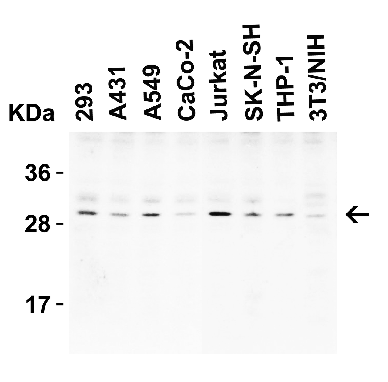 Figure 1 Western Blot Validation in Human and Mouse Cell Lines
Loading: 15 &#956;g of lysates per lane.
Antibodies: CTRP3, 3565 (1 &#956;g/mL) , 1h incubation at RT in 5% NFDM/TBST.
Secondary: Goat anti-rabbit IgG HRP conjugate at 1:10000 dilution.