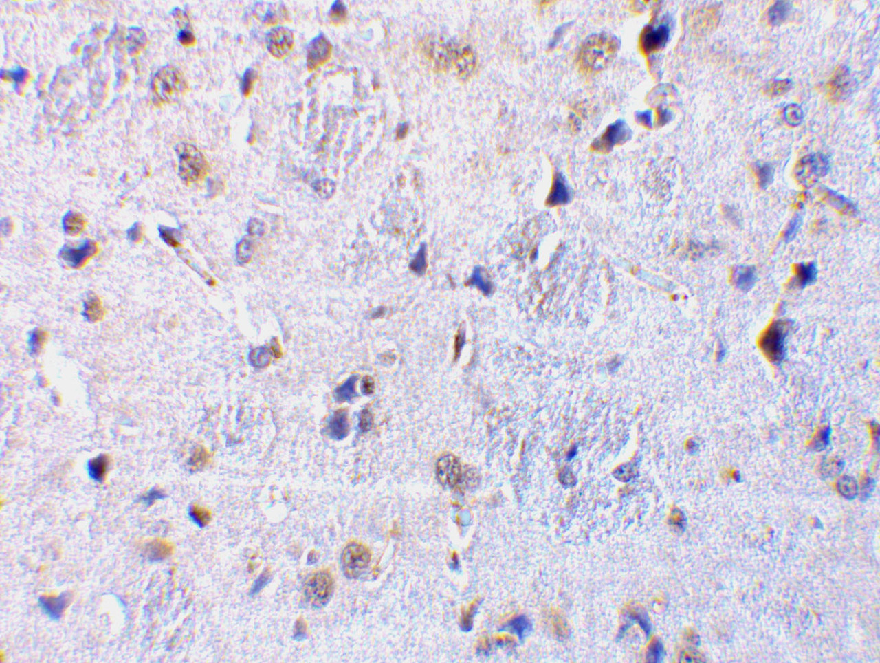 Immunohistochemical staining of rat brain tissue using CTRP7 antibody at 10 ug/mL.