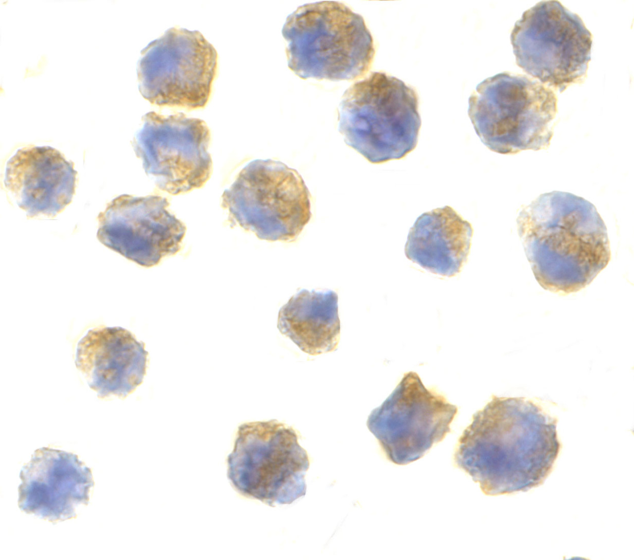 Immunocytochemistry of precerebellin in 3T3 cells with precerebellin antibody at 10 ug/mL.