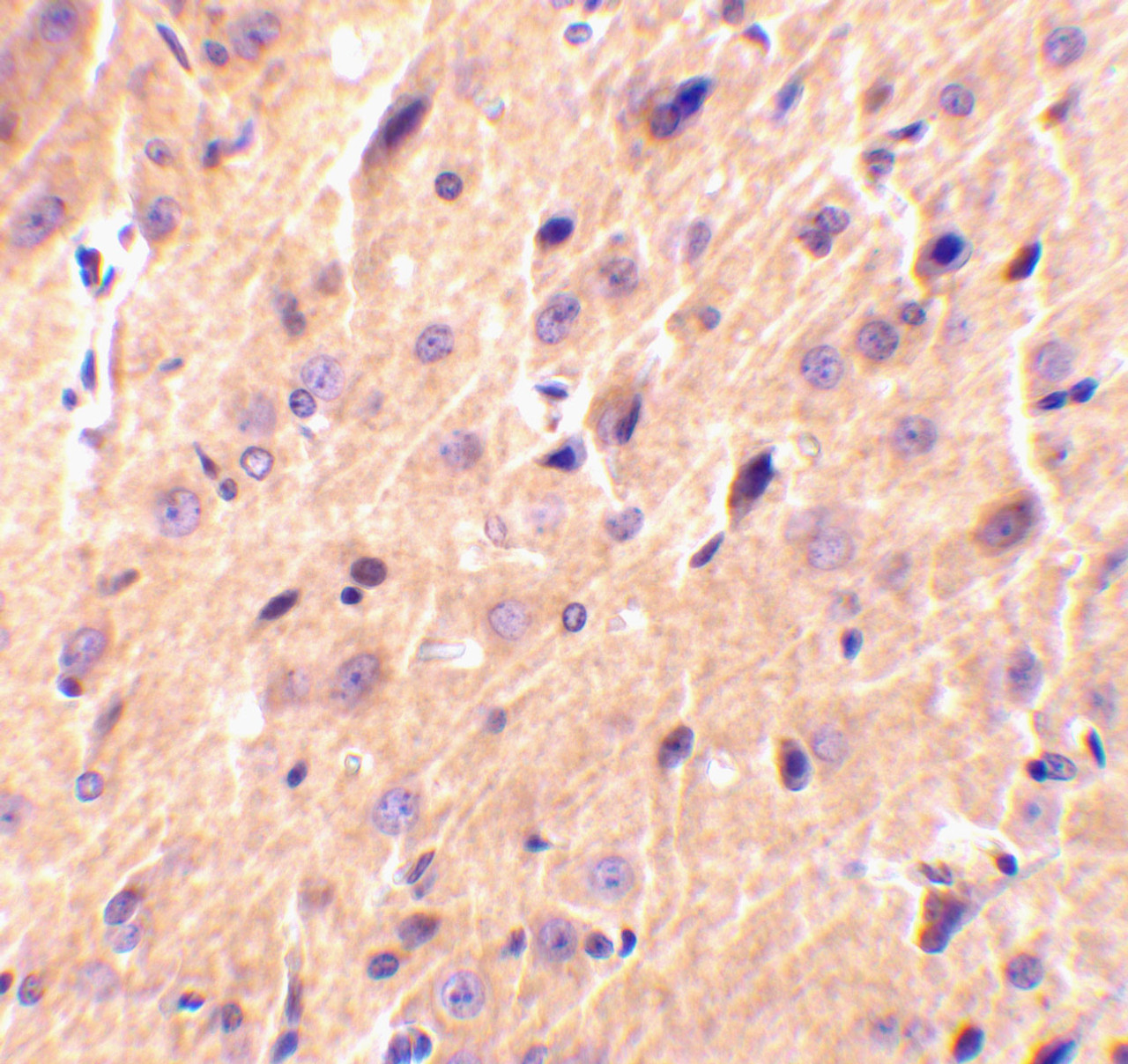 Immunohistochemical staining of rat brain tissue using precerebellin antibody at 2 ug/mL.