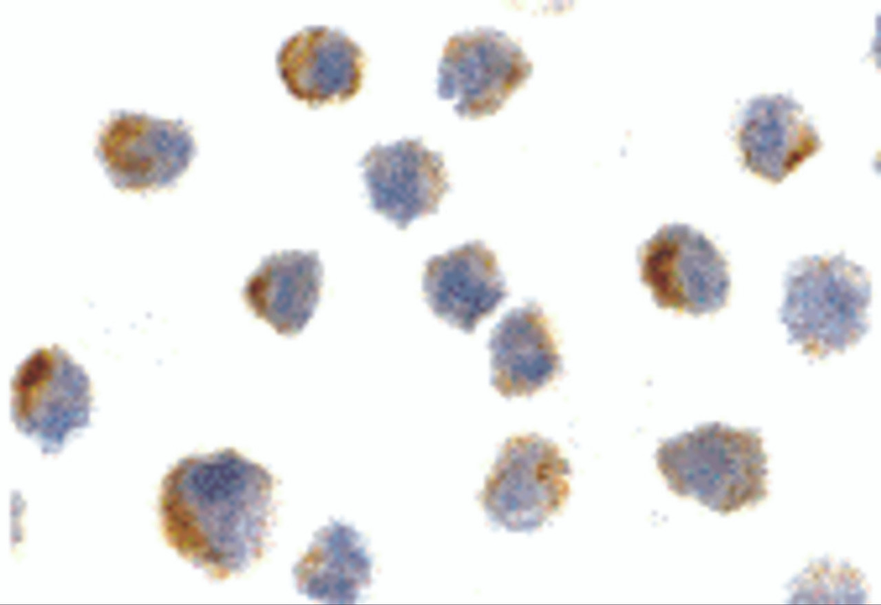 Immunocytochemistry of NGFR in A20 cells with NGFR antibody at 10 ug/mL.