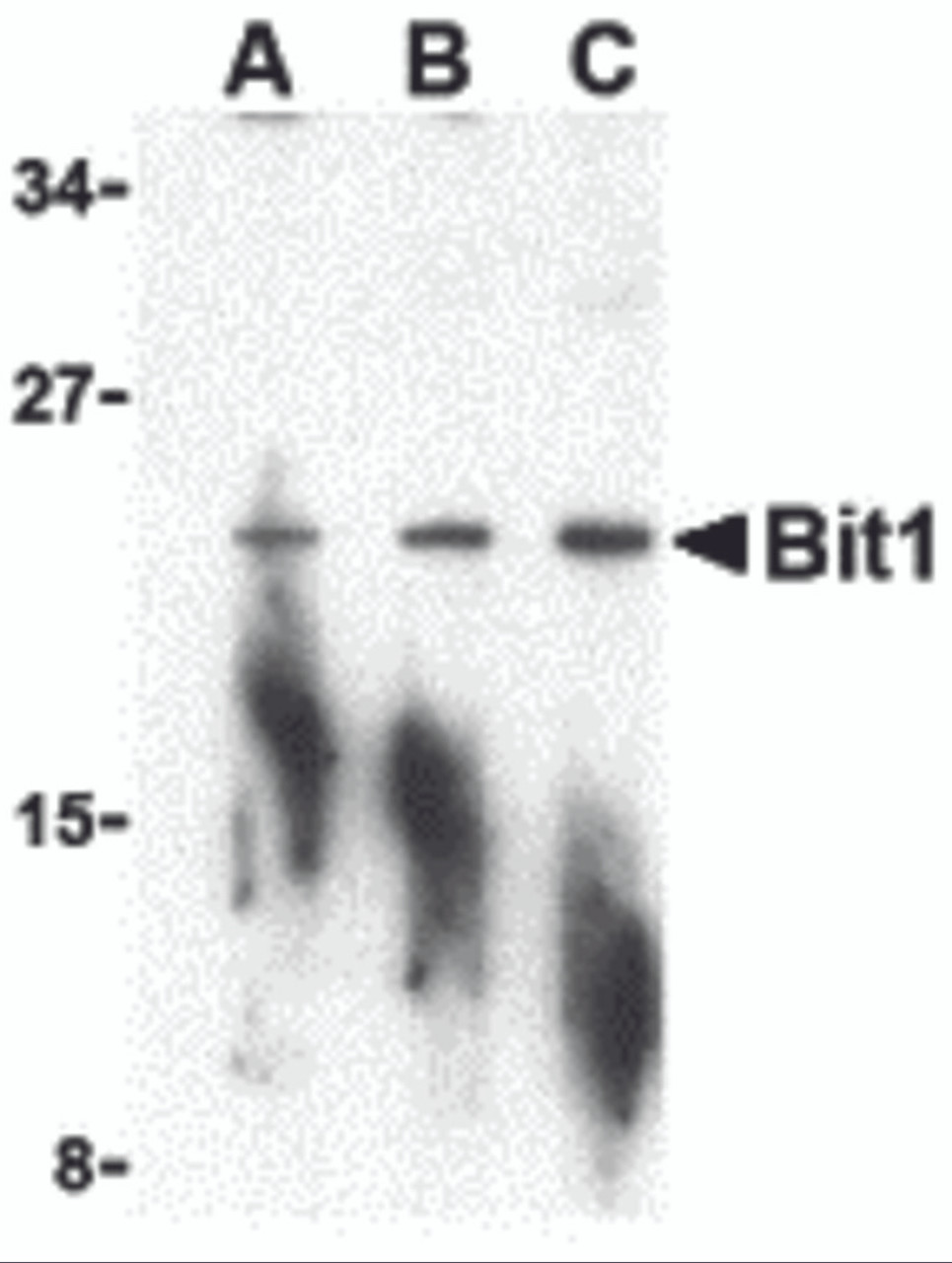 Western blot analysis of Bit1 in A-20 cell lysate with Bit1 antibody at (A) 1, (B) 2, and (C) 4 &#956;g/mL.