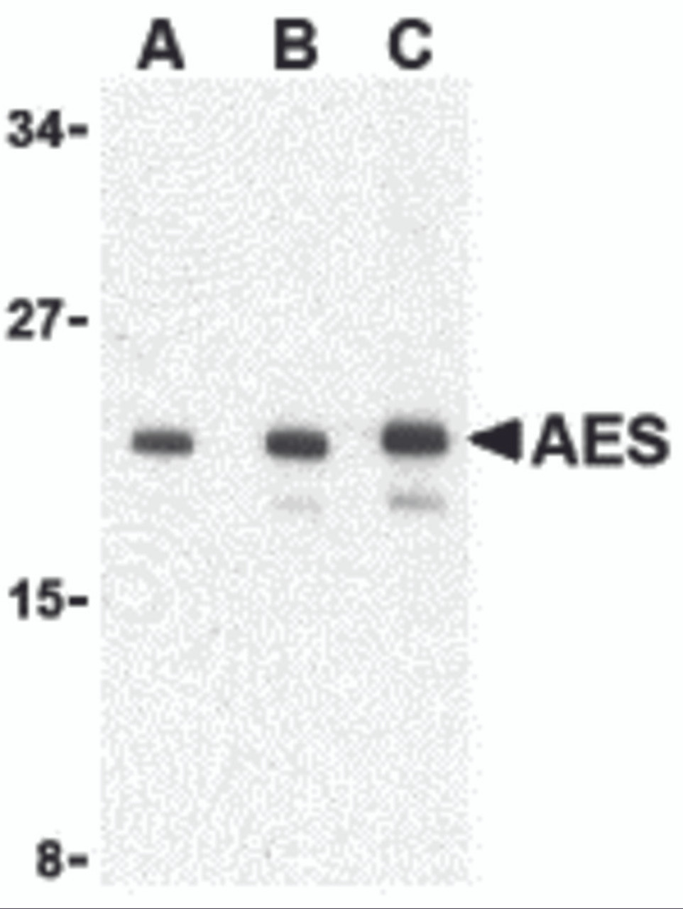 Western blot analysis of AES in 293 cell lysate with AES antibody at (A) 1, (B) 2 and (C) 4 &#956;g/mL.