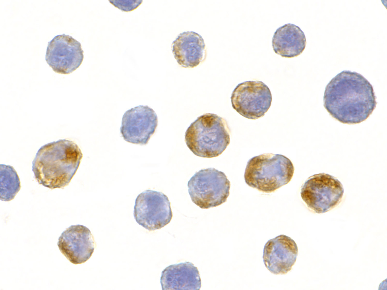 Immunocytochemistry of AES in HeLa cells with AES antibody at 10 ug/mL.