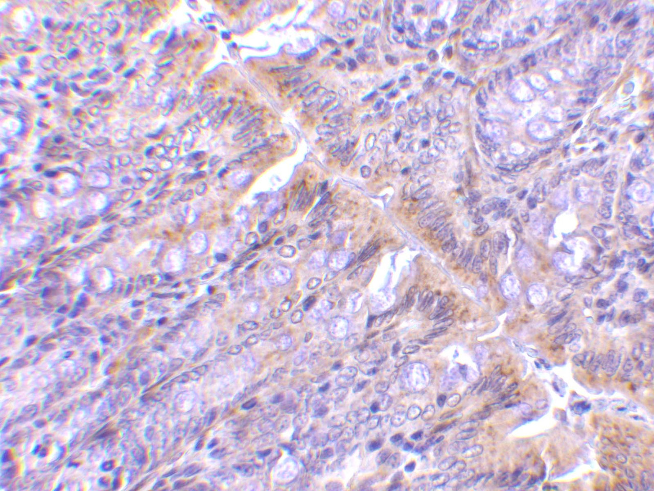 Immunohistochemistry of PIST in rat colon tissue with PIST antibody at 1 ug/mL.