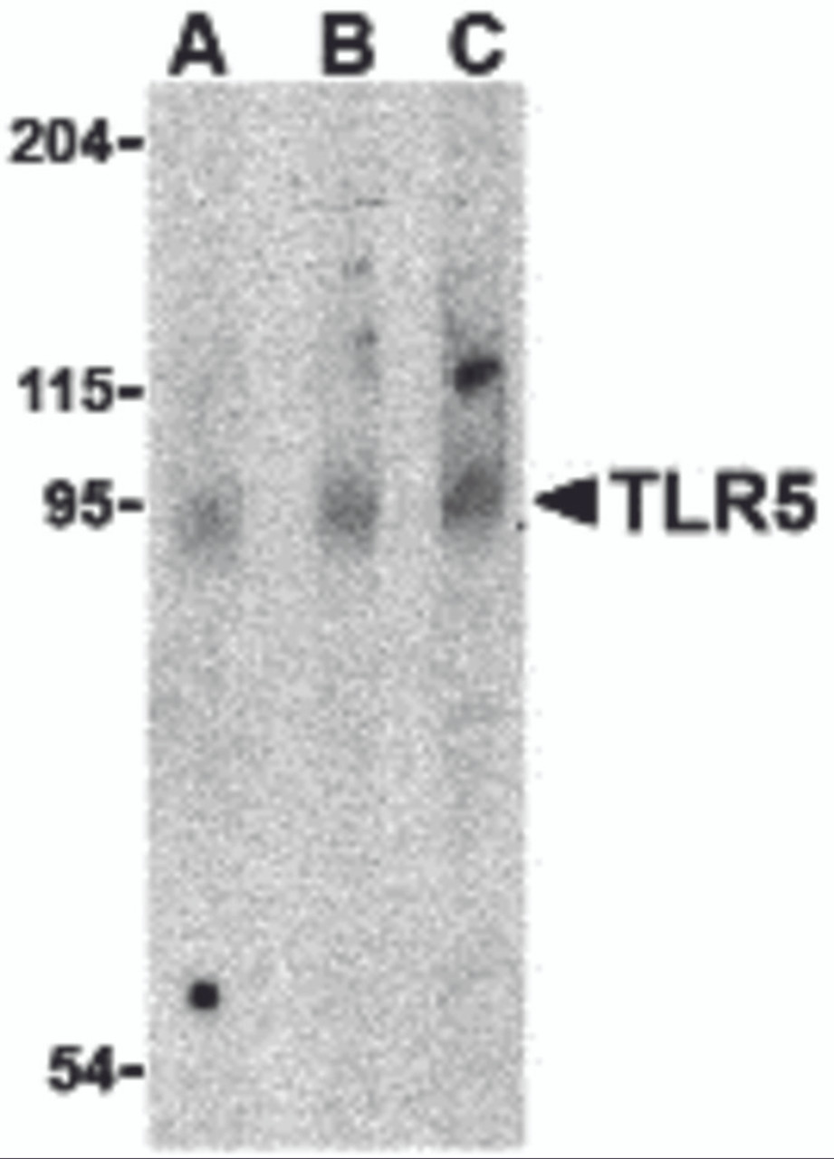 Western blot analysis of TLR5 in rat brain cell lysate with TLR5 antibody at (A) 0.5, (B) 1 and (C) 2 &#956;g/mL.