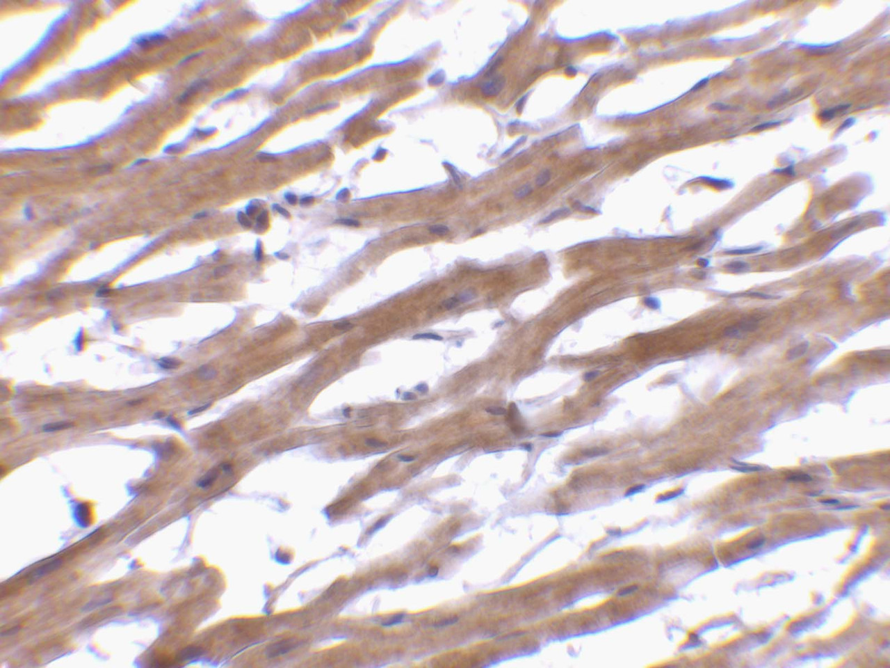 Immunohistochemistry of BAP29 in human heart tissue with BAP29 antibody at 10 ug/mL.